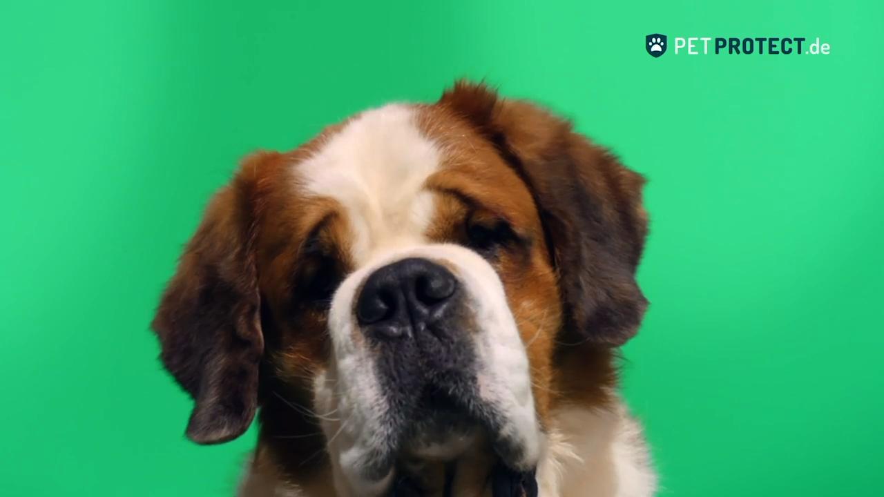 Petprotect "BigAndSmall"